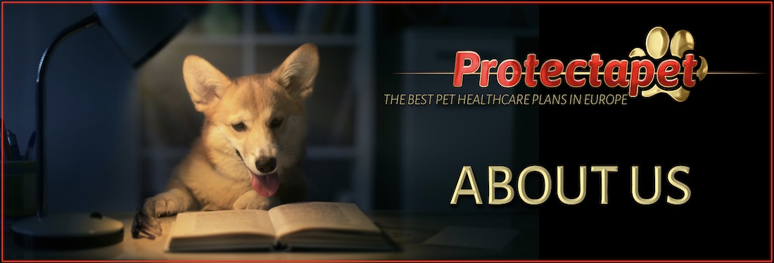 Corgi dog sitting at a desk reading a book about Protectapet the company and its staff members for our About Us page.